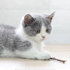 20pcs Pure Natural Catnip Pet Cat Toy