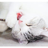 20pcs Pure Natural Catnip Pet Cat Toy