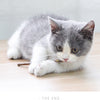 20pcs Pure Natural Catnip Pet Cat Toy